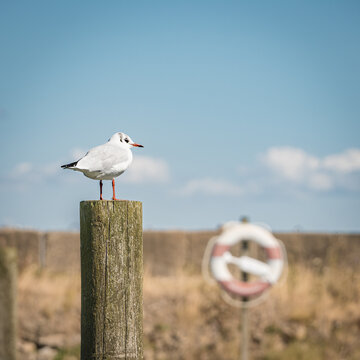 M&ouml;we auf Holzpfahl an der K&uuml;ste bei sonnigem Sommerwetter &ndash; quadratische Naturaufnahme mit blauem Himmel, K&uuml;stenlandschaft und unscharfem Rettungsring im Hintergrund, 1:1 Format