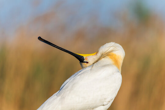 Eurasian Spoonbill, Platalea leucorodia