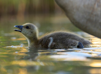 Greylag Goose, Anser anser © Marc