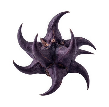 Dried water caltrop nut with sharp spines isolated on transparent background