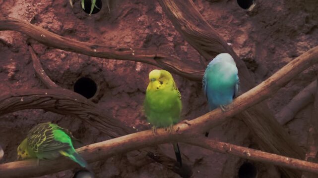 Four colorful Australian budgerigars (parakeets) perched on a tree branch, with artificial nest holes visible in the rocky background of Michin Aquarium.