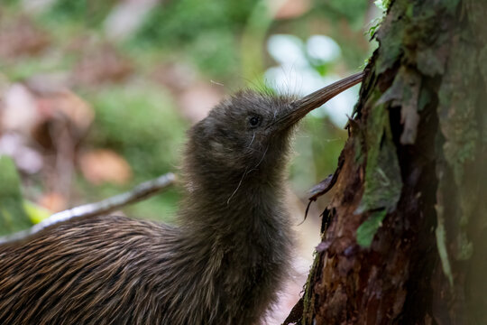 Southern Brown Kiwi, Apteryx australis lawryi
