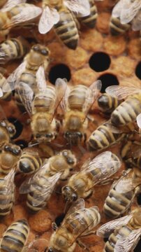 Many honey bees crawling over a brood frame inside a beehive. Life of a bee colony, beekeeping, honey production, pollination, apiculture, and natural bee habitat concept.