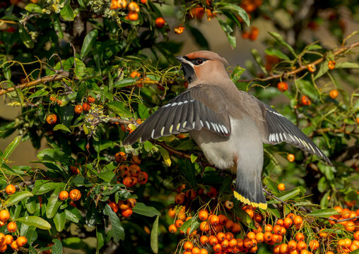 Bohemian Waxwing, Bombicilla garrulus