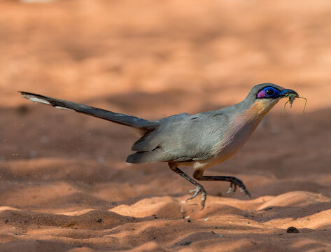 Running Coua, Coua cursor