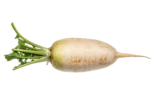 Fresh white daikon radish with green leafy tops and tapered root isolated on a transparent background