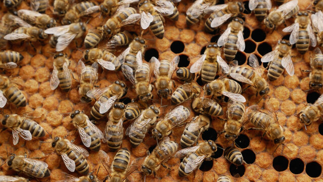Many honey bees crawling over a brood frame inside a beehive. Life of a bee colony, beekeeping, honey production, pollination, apiculture, and natural bee habitat concept.