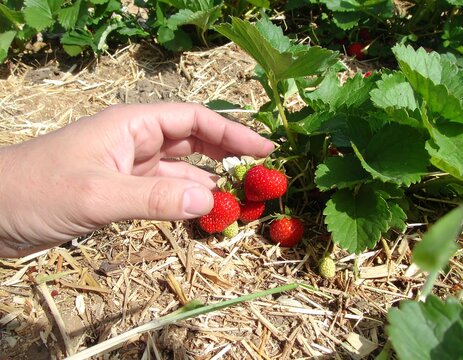 Person harvesting fresh ripe strawberries in a patch with mulch. Ideal for local agriculture, organic food, and sustainable farming concepts.