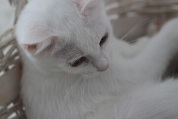 Cat relax, animal cute background © Keya