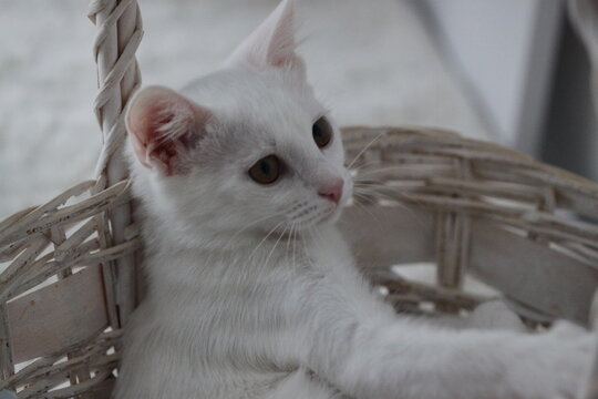 White cat relax, animal cute background