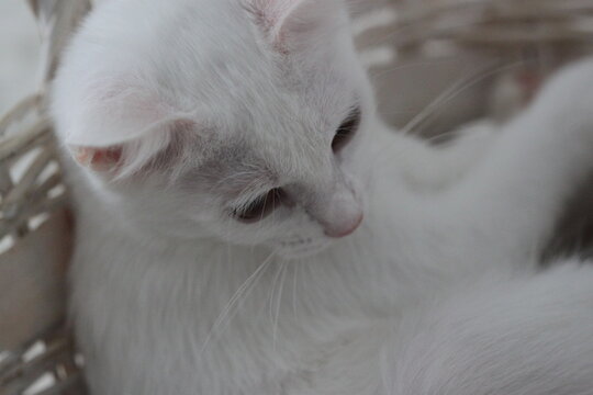 Cat relax, animal cute background