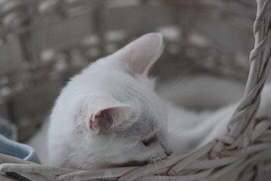 White kitten relax, animal cute background