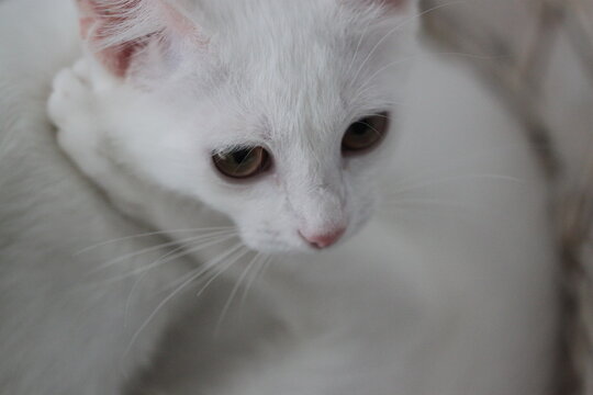 White kitty relax, animal cute background
