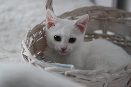Kitty relax, animal cute background