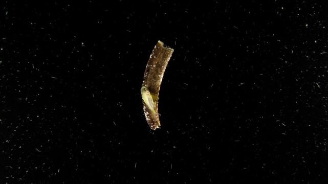 Juvenile Jackfish (Carangidae) surfing a piece of Flotsam. Notice how it uses it's fins to move the bit of flotsam, in the open ocean in blackwater.