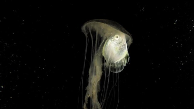 Driftfish (Nomeidae pesenes) hiding in a jellyfish and swimming in the open ocean in blackwater.