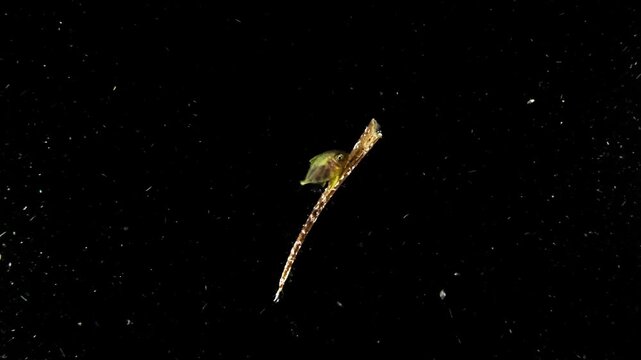Juvenile Jackfish (Carangidae) surfing a piece of Flotsam. Notice how it uses it's fins to move the bit of flotsam, in the open ocean in blackwater.