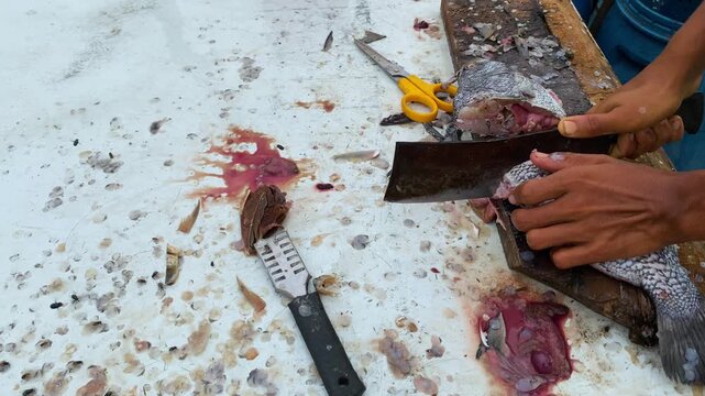 Local tilapia fish cutting with heavy knife while blow flies flying around.