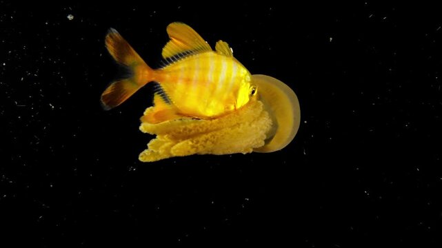 Settling stage Trevally Jack (Carangidae), possibly a cottonmouth jack (Uraspis secunda) hiding in a Rasta Jellyfish (Thysanostoma thysanurana) swimming in the open ocean in blackwater.