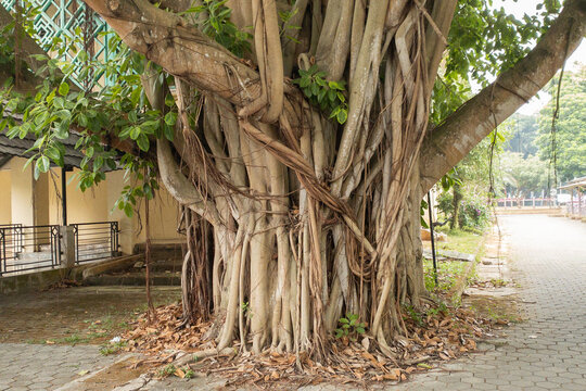 Massive banyan tree trunk with tangled aerial roots and dense foliage beside a paved walkway and building, offering textured bark, shade and a peaceful, timeless urban nature scene with fallen leaves.