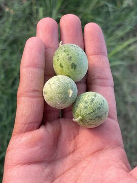 Hand Holding Small Striped Wild Melons (Kachri / Chibber) Outdoors