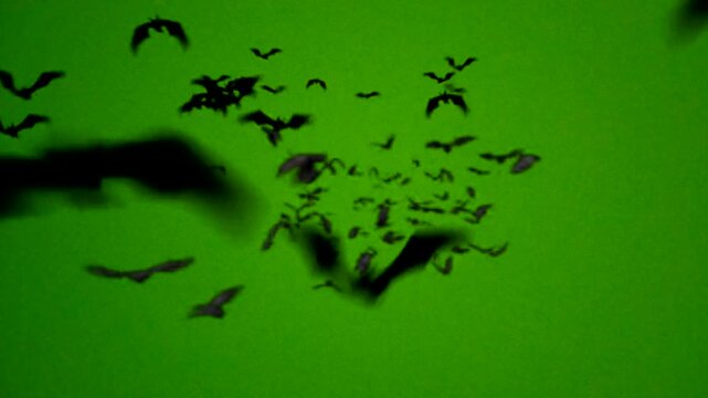 Swarm of bats flying on green screen background