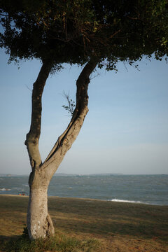 Big forked tree and sea view on the grassland by the seaside in Xiamen