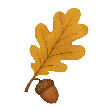 Autumn oak leaf with acorn illustration, fall foliage on transparent background, textured seasonal botanical element for harvest decor