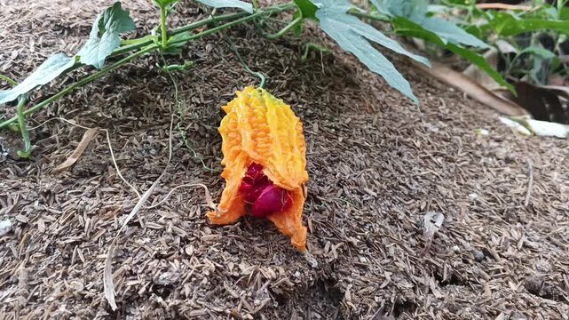 Overripe Bitter Melon Momordica charantia Split Open Revealing Bright Red Seed Coatings
