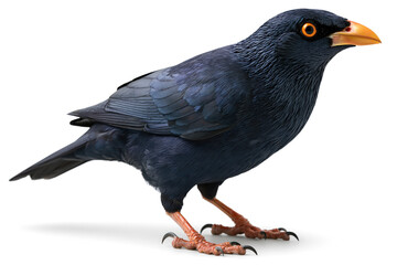 Fototapeta premium Black bird standing side view with orange eye and yellow beak, isolated transparent background, detailed feather texture and alert expression