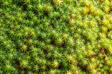 Close-up of a dense carpet of star-shaped moss growing across the forest floor © Lars Johansson