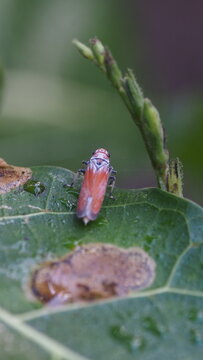 Orange Sharpshooter Leafhopper Bothrogonia Addita on Green Branch Close-up