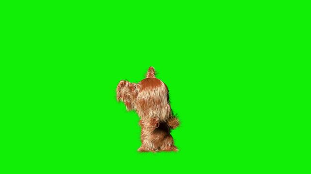 Cute fluffy hairy 3d character dancing, Green Screen Chromakey