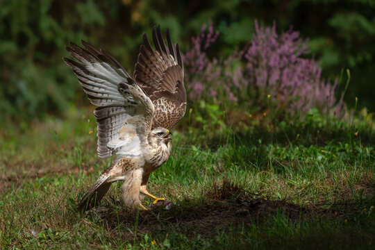 Common Buzzard (Buteo buteo) in the forest of Noord Brabant in the Netherlands.    