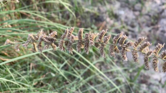 Sideoats Grama Grass (Bouteloua curtipendula) Blooming in the Field 