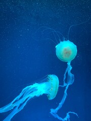 Bioluminescent jellyfish swimming in deep blue ocean water © rasyid999