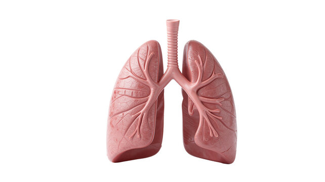 Human lungs model showing respiratory system anatomy with trachea and bronchi in 3D illustration