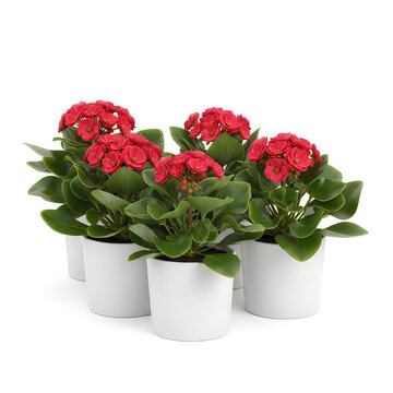 Red geranium flowers in a white pot