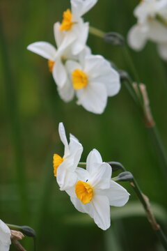 Delicate white blooms of Narcissus 'Thalia'