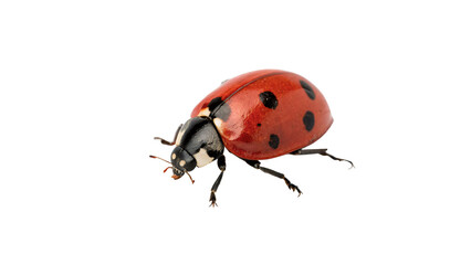 Little red ladybug insect with black spots macro isolated on transparent background © Rhea
