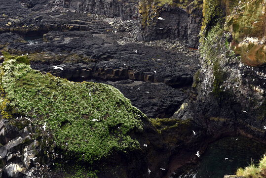 Rocky coast and bird cliffs at L&oacute;odrangar in Iceland