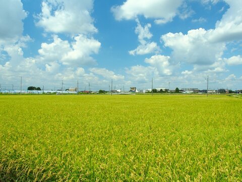 晩夏の首都圏近郊の収穫前の豊作の田んぼ風景
