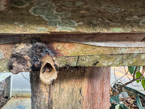 Stingless Bees at Hive Entrance Tube on Wooden Box for Organic Honey Production