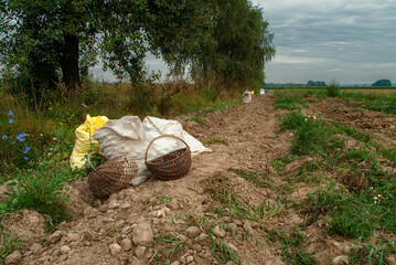 Pora na jesienne wykopki, Podlasie, Polska