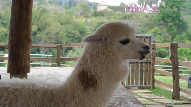 An alpaca lying comfortably on the farm floor contentedly ruminating and chewing its cud in a relaxed and peaceful manner. Farm and nature concept