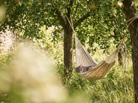 White woven hammock strung between shady trees in lush green sunny orchard garden