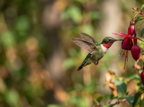 Ruby-throated hummingbird hovering in midair drinking nectar from pink fuchsia flower