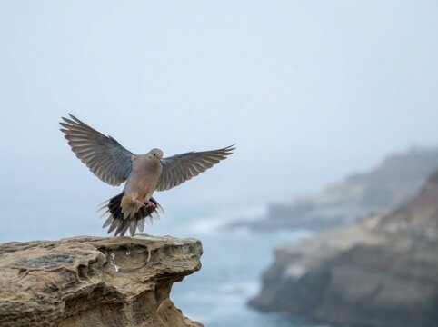 Mourning dove with outstretched wings landing on coastal rocky cliff overlooking sea