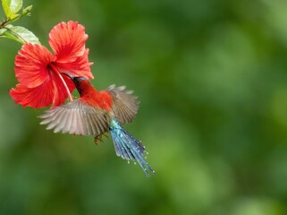 Fototapeta premium Colorful sunbird hovering in flight to drink nectar from vibrant red hibiscus flower