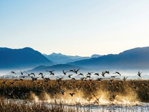 Flock of wild ducks taking flight from calm mountain lake wetland at sunrise